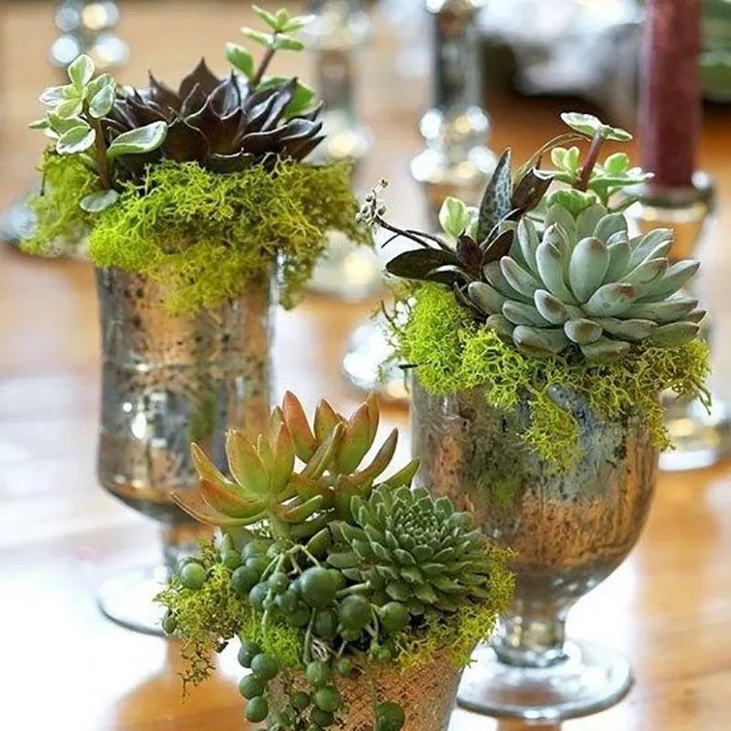 Set of 3 | 6" Spike Aeonium Decorative Artificial Plants